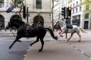 Two military horses on the loose bolt through the streets of London near Aldwych on Wednesday (Jordan Pettitt/PA)