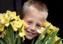 Marie Curie Cancer Care Daffodill planting ..4/08/04..Andra..west..pic kevin murphy..

In september the will be a sponsored Daffodill planting at St Nicholas's Church Whitehaven 
pictured is 8 year old Will Rickerby with a bunch of daffs in the