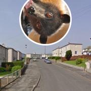 Queen's Park housing estate plans were previously delayed due to bats.