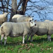Texel and Charollais ewes