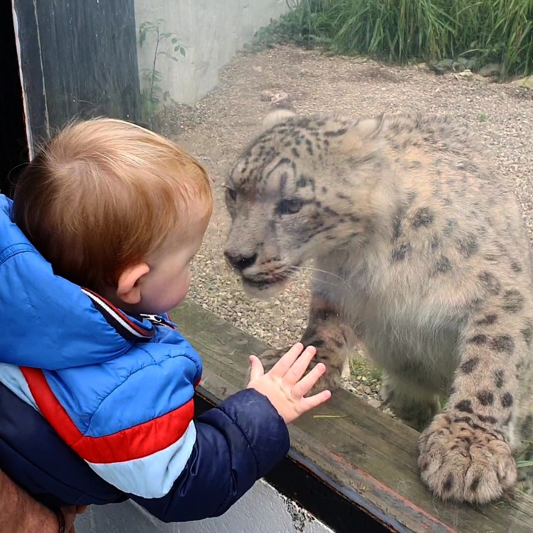 Finley gets close up to the leopard