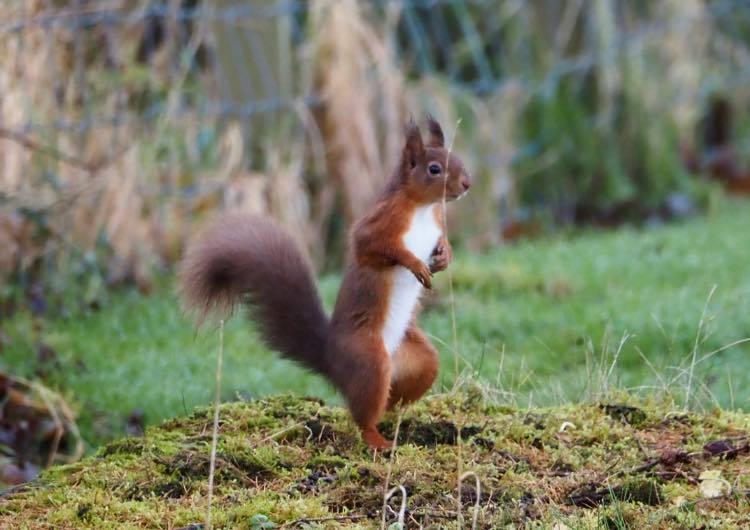 Fears raised for red squirrel population after suspected case of pox in West Cumbria 