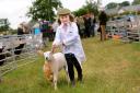 FLAGSHIP SHOW NOT GOING AHEAD:Young handler Chloe Bell aged five from Dearham with her Beltex lamb at last year's Cumberland Show 