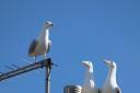 PLAGUE: Seagulls have taken over a Whitehaven estate, making noise and nuisance in the area