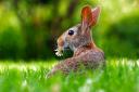 BEWARE: Rabbits can quickly overheat in summer says the PDSA