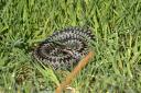 The adder seen on the footpath between Nethertown and Coulderton in Egremont