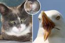 The cat was injured by a seagull in a brutal attack