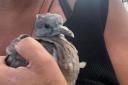 Poppy the pigeon who is being treated for pressure wounds to the head