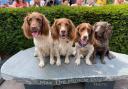 Statue of Max the spaniel unveiled in Keswick
