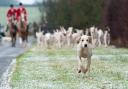 Ban: Trail hunting was criticised as a 