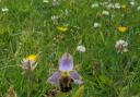 NATURE: Bee Orchids