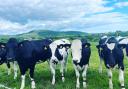 The Rheda herd at Donaldsons Diary enjoying the sun last week