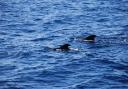 Porpoises were spotted in Whitehaven waters