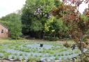 Distington Walled Garden