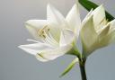 Whitehaven death notices and funeral announcements from the Whitehaven News