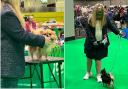Ruby James at the Crufts Dog Show