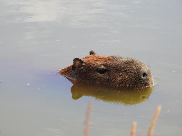Whitehaven News: LURKER: Duke the capybara seemed unbothered when the emu and rhea went away