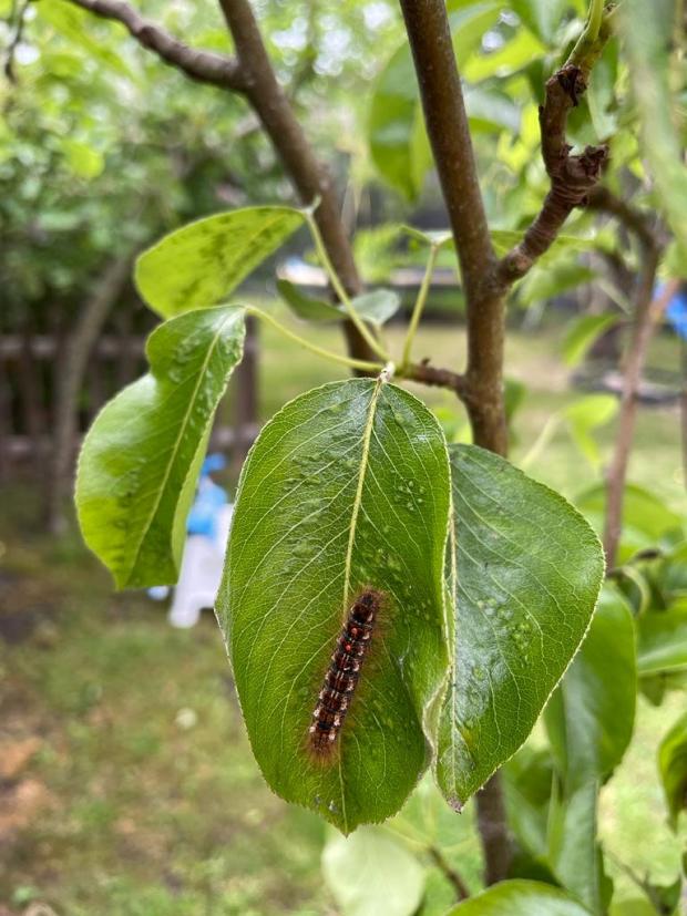Whitehaven News: Caterpillar rash caused by brown tail moth caterpillar. (SWNS)