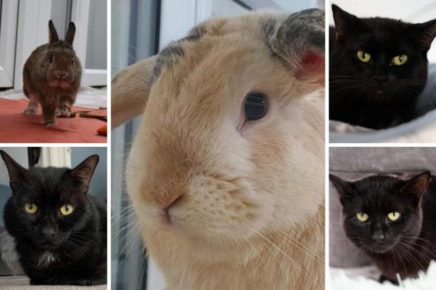 These 5 animals with RSPCA Worcestershire are looking for new homes (RSPCA/Canva)