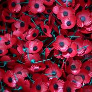 Assembled poppies ready to be dispatched as final preparations are made ahead of this year's PoppyScotland Appeal and Remembrance Day at the Lady Haig's Poppy Factory in Edinburgh. PRESS ASSOCIATION Photo. Picture date: Tuesday October 24, 2017.
