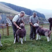Sheep judging in 1999
