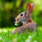 BEWARE: Rabbits can quickly overheat in summer says the PDSA