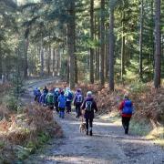 ON TRACK: Wander through Whinfell Forest as part of this moderately easy walk