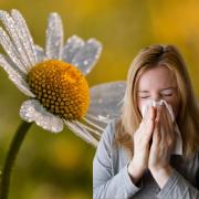 Cumbrian GP offers up advice on how to survive high pollen levels