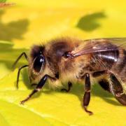 BEES: Council celebrates World Bee Day