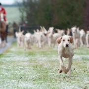 Ban: Trail hunting was criticised as a 