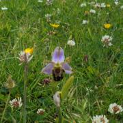 NATURE: Bee Orchids
