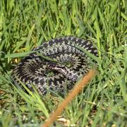 The adder seen on the footpath between Nethertown and Coulderton in Egremont