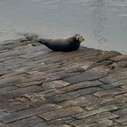 Seal at the harbour