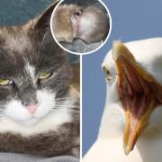 The cat was injured by a seagull in a brutal attack