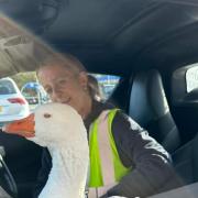 Billy the goose was rescued by Mel James after injuring his foot on the marina gates