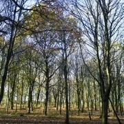 Proposed woodland in Cleator Moor