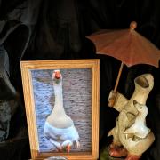 Billy the Goose's final resting place is at the Ani-Mel Haven Animal Sanctuary