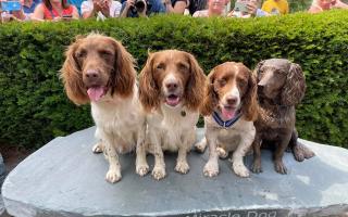 Statue of Max the spaniel unveiled in Keswick