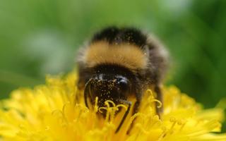 Learn all about pollinators and their habitats at the upcoming talk