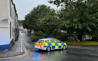 Call for action after tree fell into road in town centre